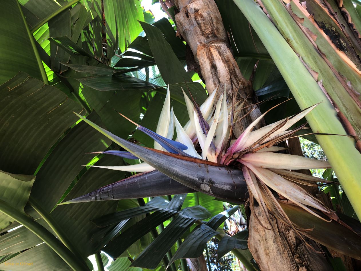 061 Palerme Palais des Rois Normands - jardins royaux   IMG_7296