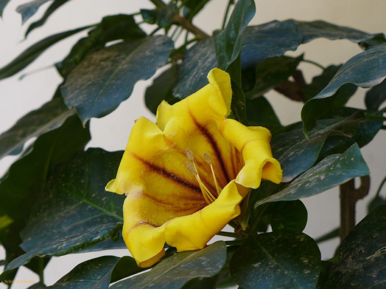 088 Palerme Palazzo Butera - cour intérieure et terrasse P1450751