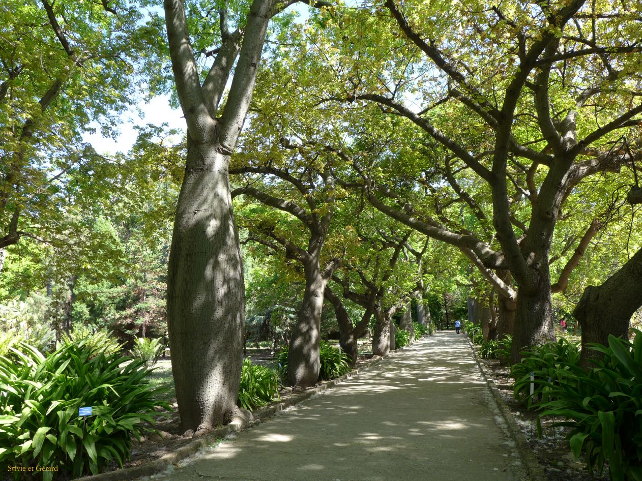 093 Palerme jardin botanique P1450778