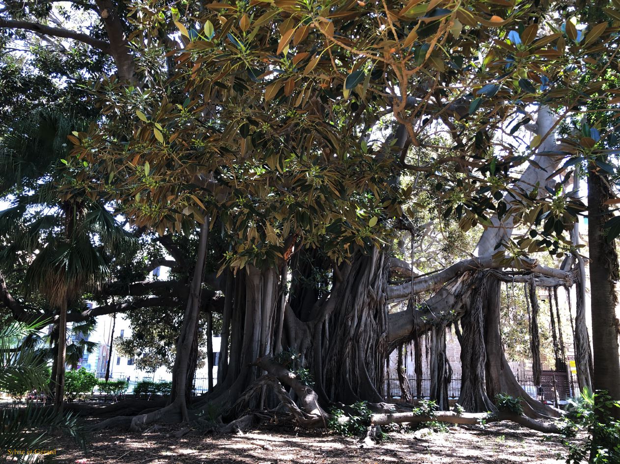 097 Palerme giardino di villa Garibaldi  IMG_7284