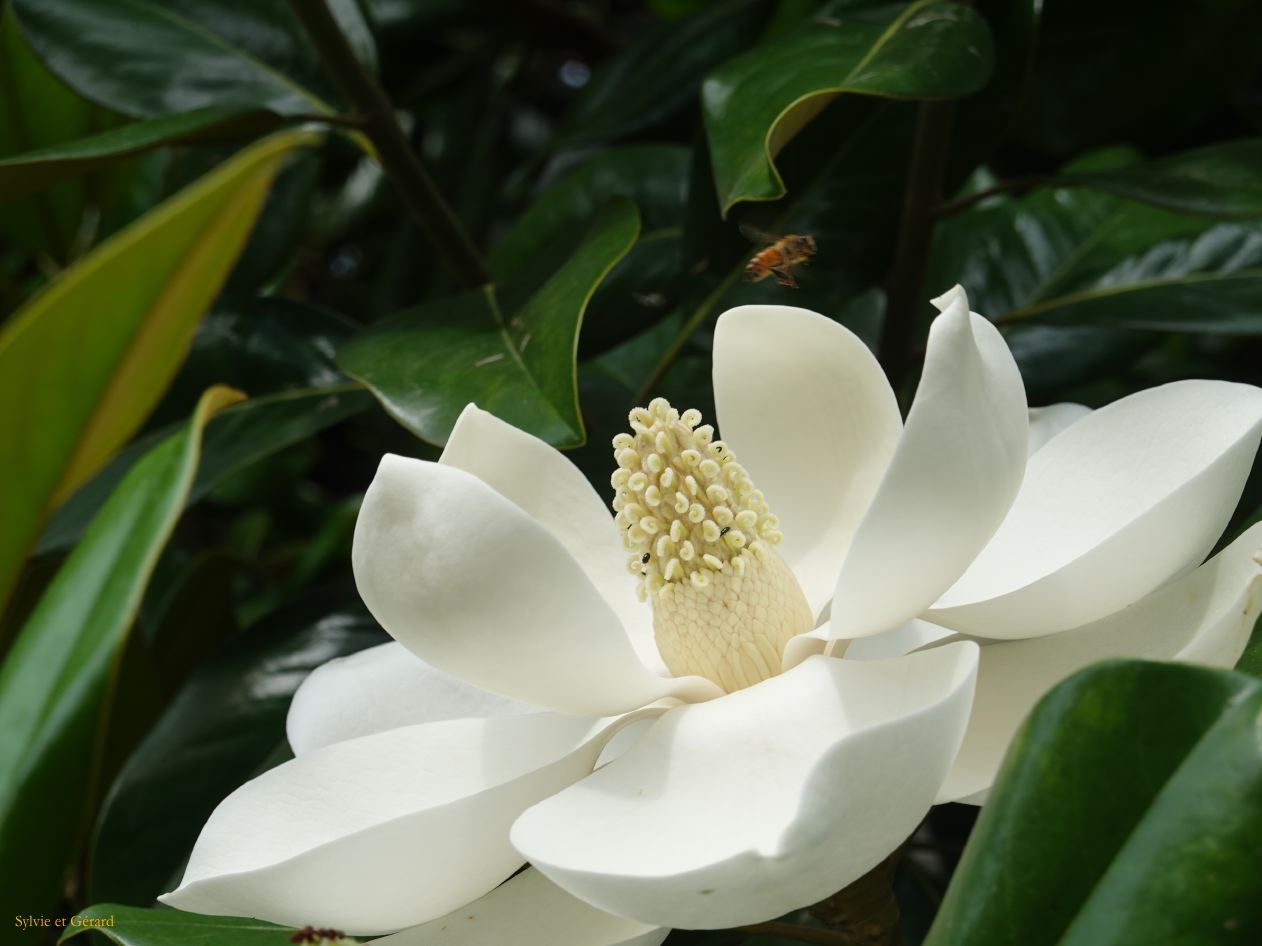 029 Padoue Cappela degli Scrovegni et le jardin DSC06972