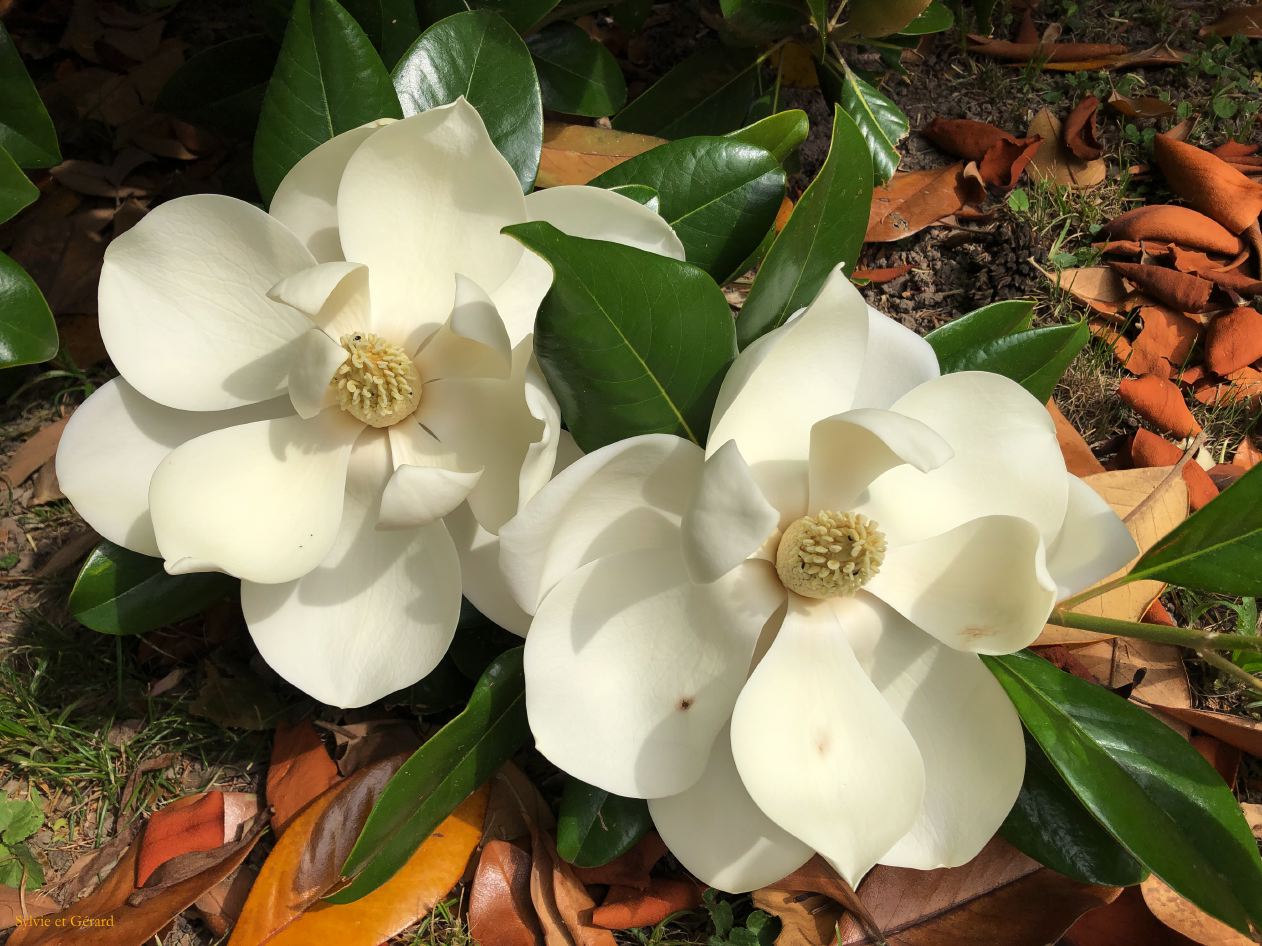 031 Padoue Cappela degli Scrovegni et le jardin IMG_1531