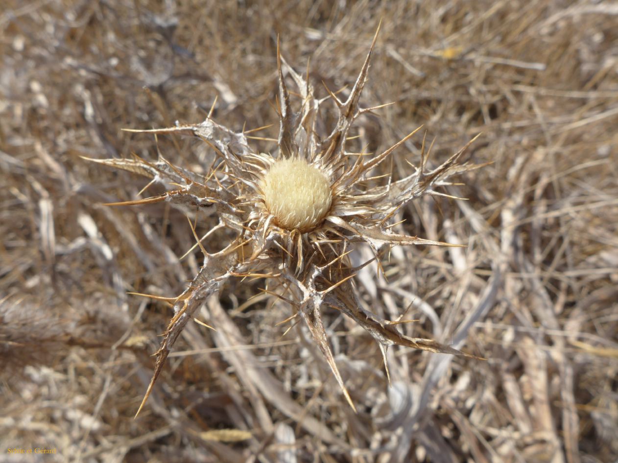 09 Dorgali agriturismo Neulé 12 le nuraghe et les alentours fleurs et végétation P1260956
