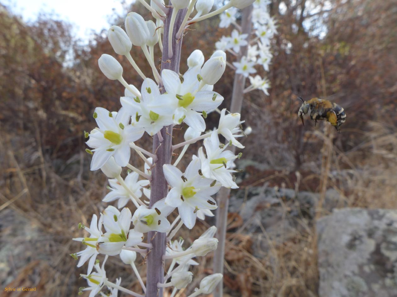 09 Dorgali agriturismo Neulé 13 le nuraghe et les alentours abeilles P1260942