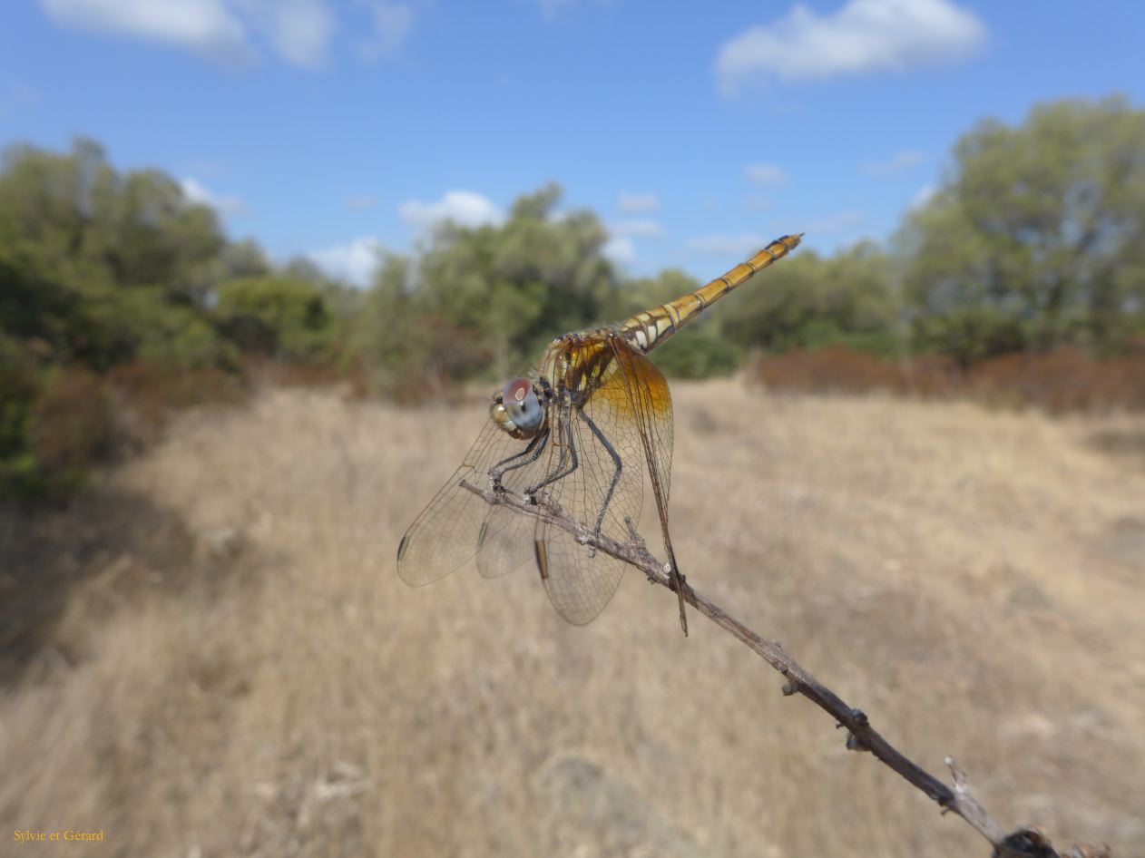 09 Dorgali agriturismo Neulé 14 le nuraghe et les alentours libellules P1260983