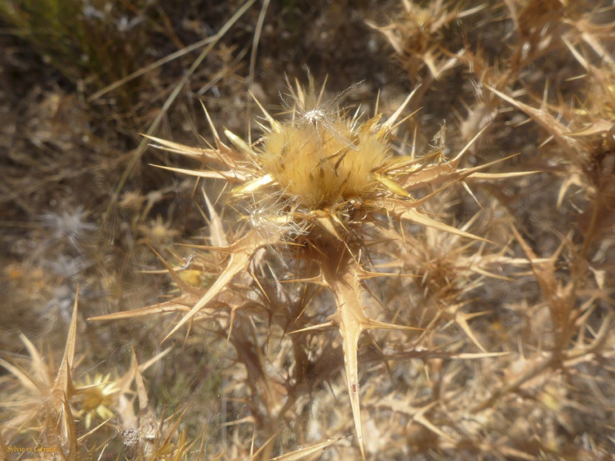 09 Dorgali agriturismo Neulé 15 balade jusqu'au lac la végétation P1270007