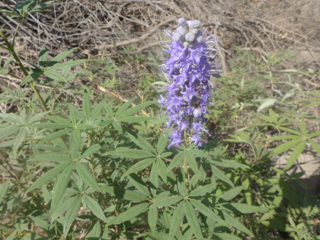 09 Dorgali agriturismo Neulé 17 balade jusqu'au lac la végétation P1270086