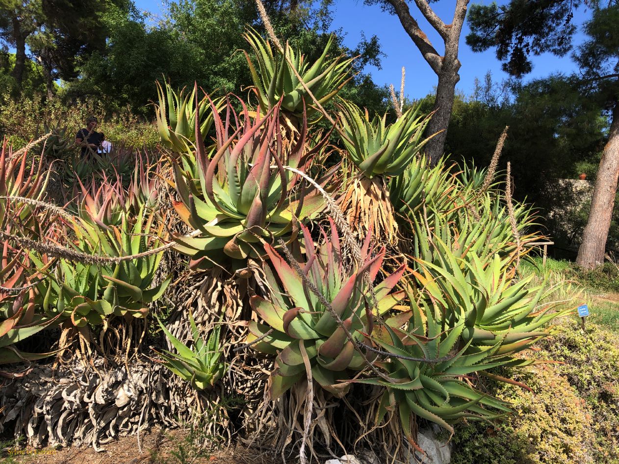 13 Cagliari 12 orto botanico  IMG_6094