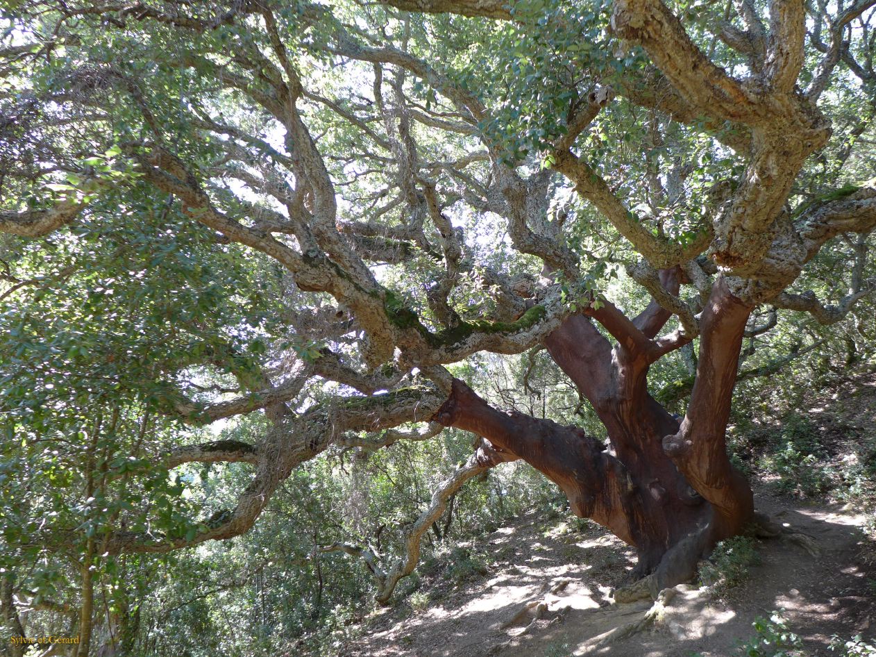 17   Fluminimaggiore 5 temple d'Antas les chênes liège  P1270622