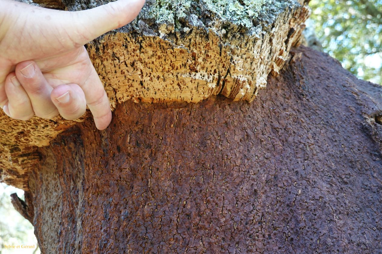 17   Fluminimaggiore 6 temple d'Antas les chênes liège  DSC04348