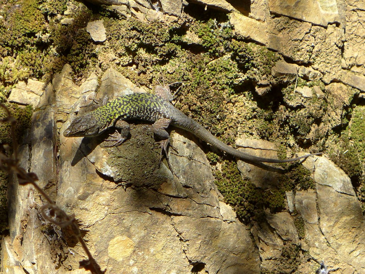 17   Fluminimaggiore 7 temple d'Antas le lézard P1270675