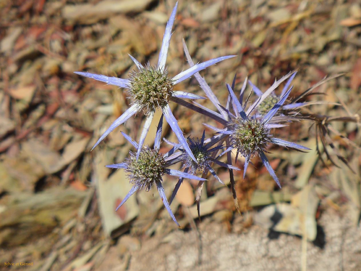 19   Nebida 5 chardons bleus P1270469