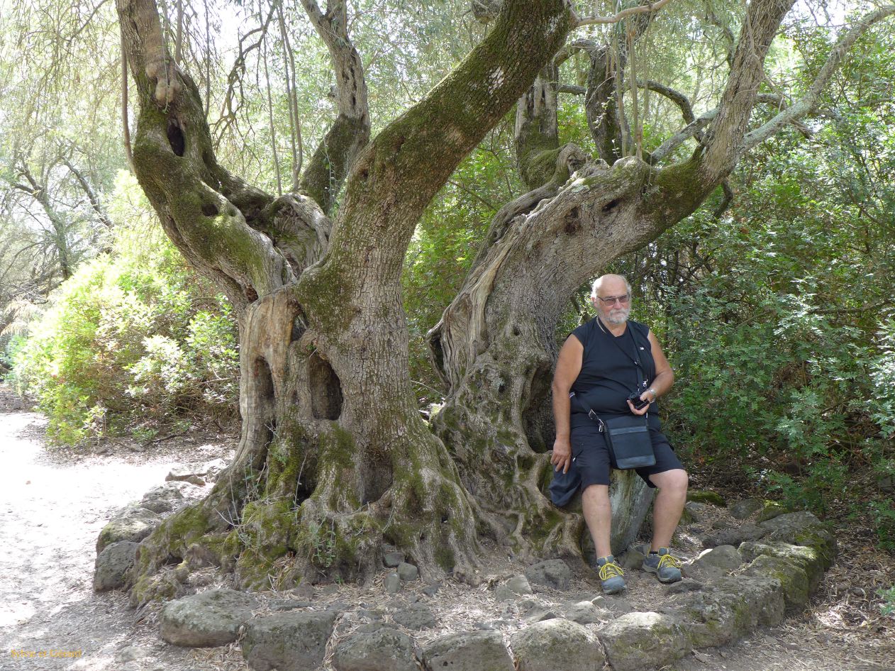 25   Paulilatino sito nuragico di Santa Cristina 2 végétation P1270892