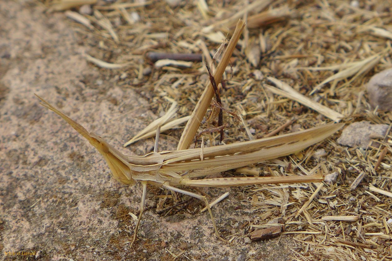 27    Torralba a domus de janas Sant'Andrea une truxale P1280102