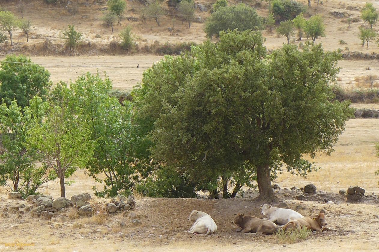 27    Torralba a domus de janas Sant'Andrea vaches moutons et lézard P1280063