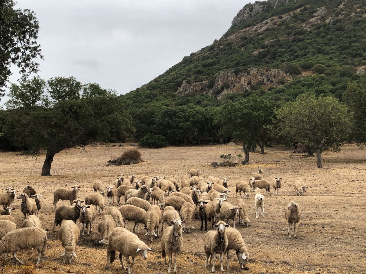 35   Vilanova Monteleone moutons chèvres et chiens de berger IMG_6463