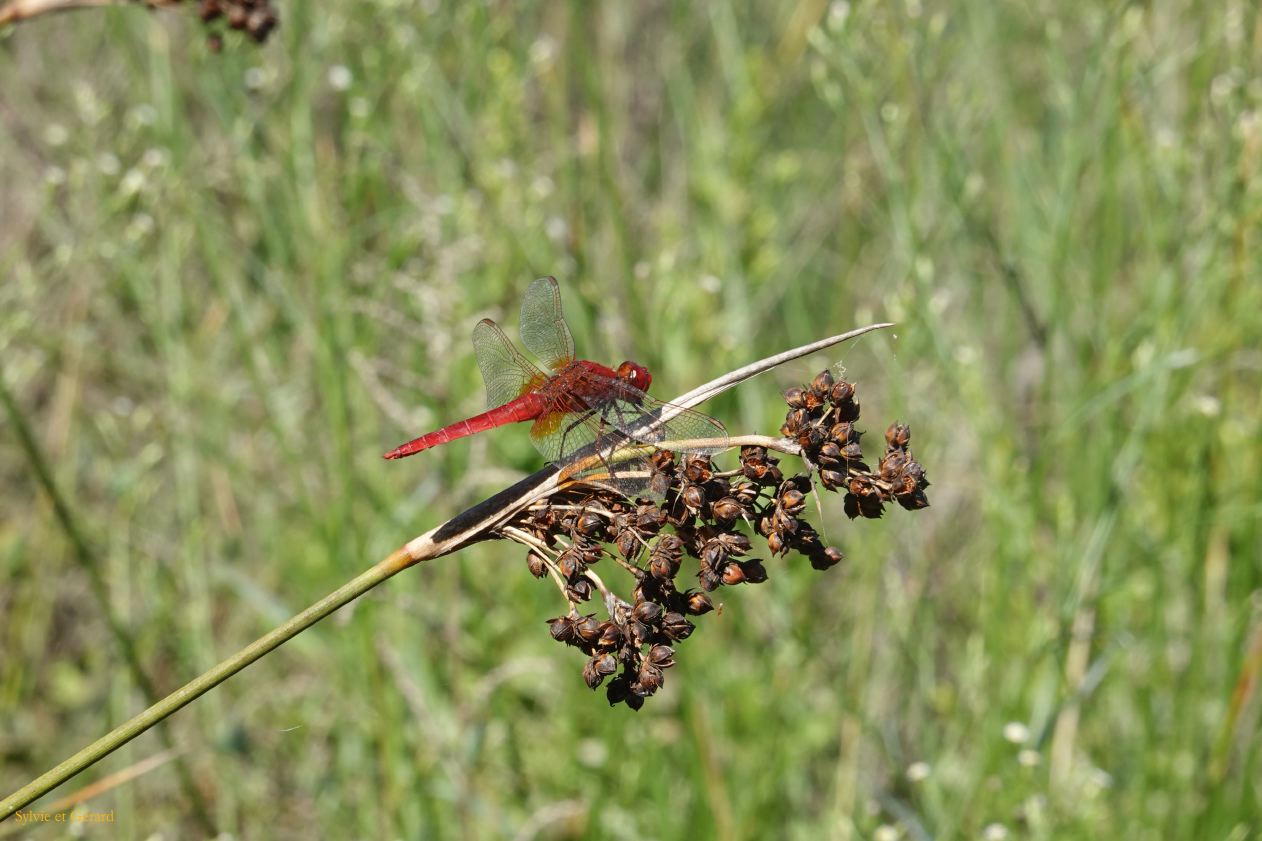 38  Porto Conte parco naturale regionale lago di Baratz libellules DSC04987