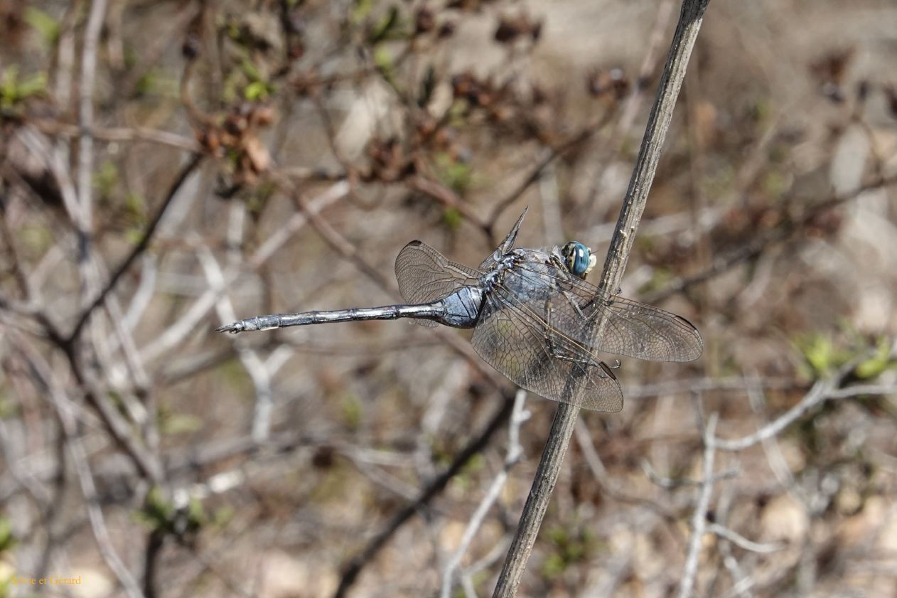 38  Porto Conte parco naturale regionale lago di Baratz libellules DSC05014