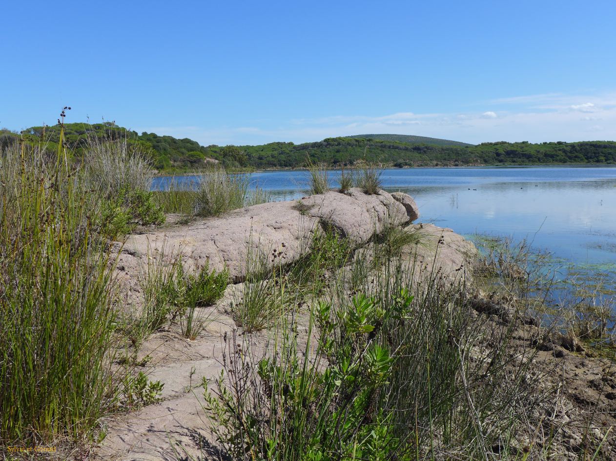 38  Porto Conte parco naturale regionale lago di Baratz P1280624