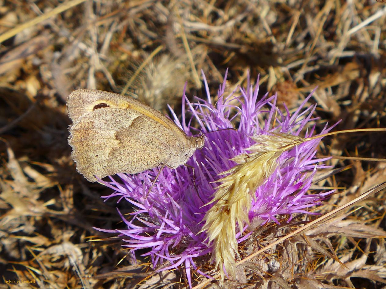 07 Tempio Pausania Monte Pulchania 6 P1260540