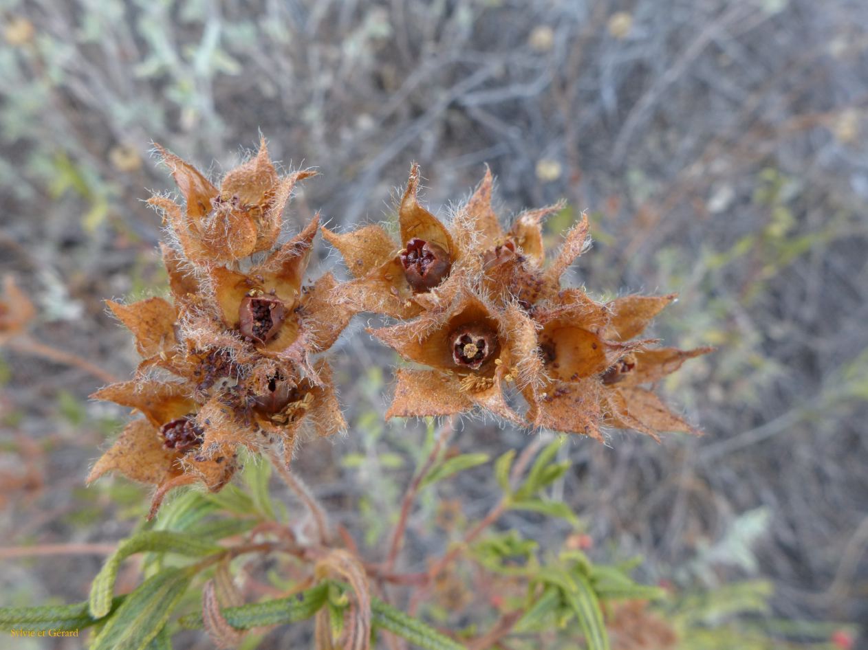 07 Tempio Pausania Monte Pulchania 9 P1260577