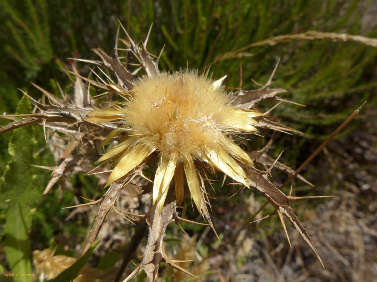 07 Tempio Pausania Monte Pulchania 12 P1260718