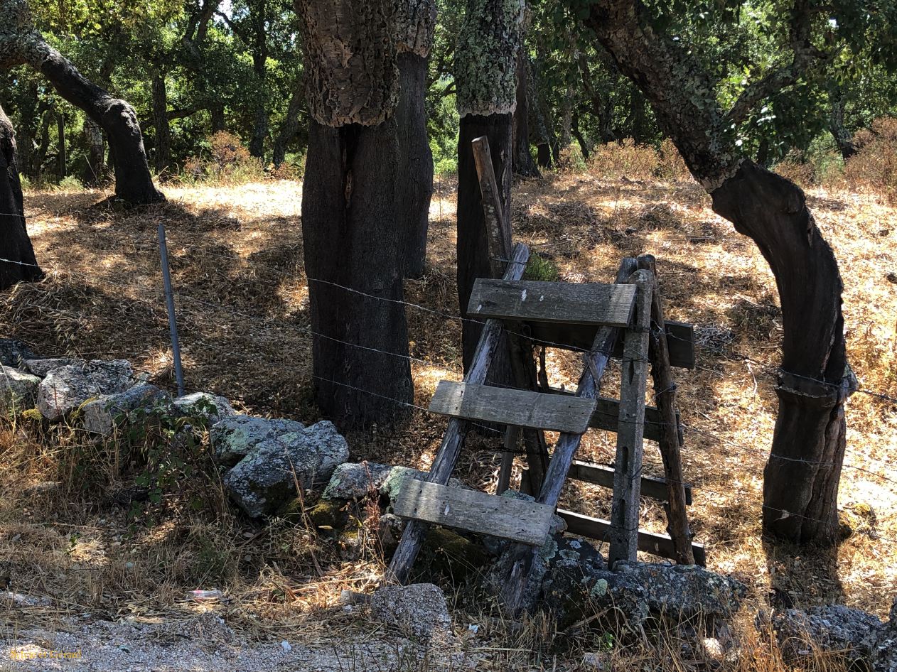 07 Tempio Pausania récolte du liège IMG_5401