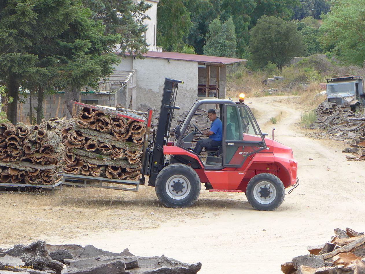 07 Tempio Pausania récolte du liège P1260919