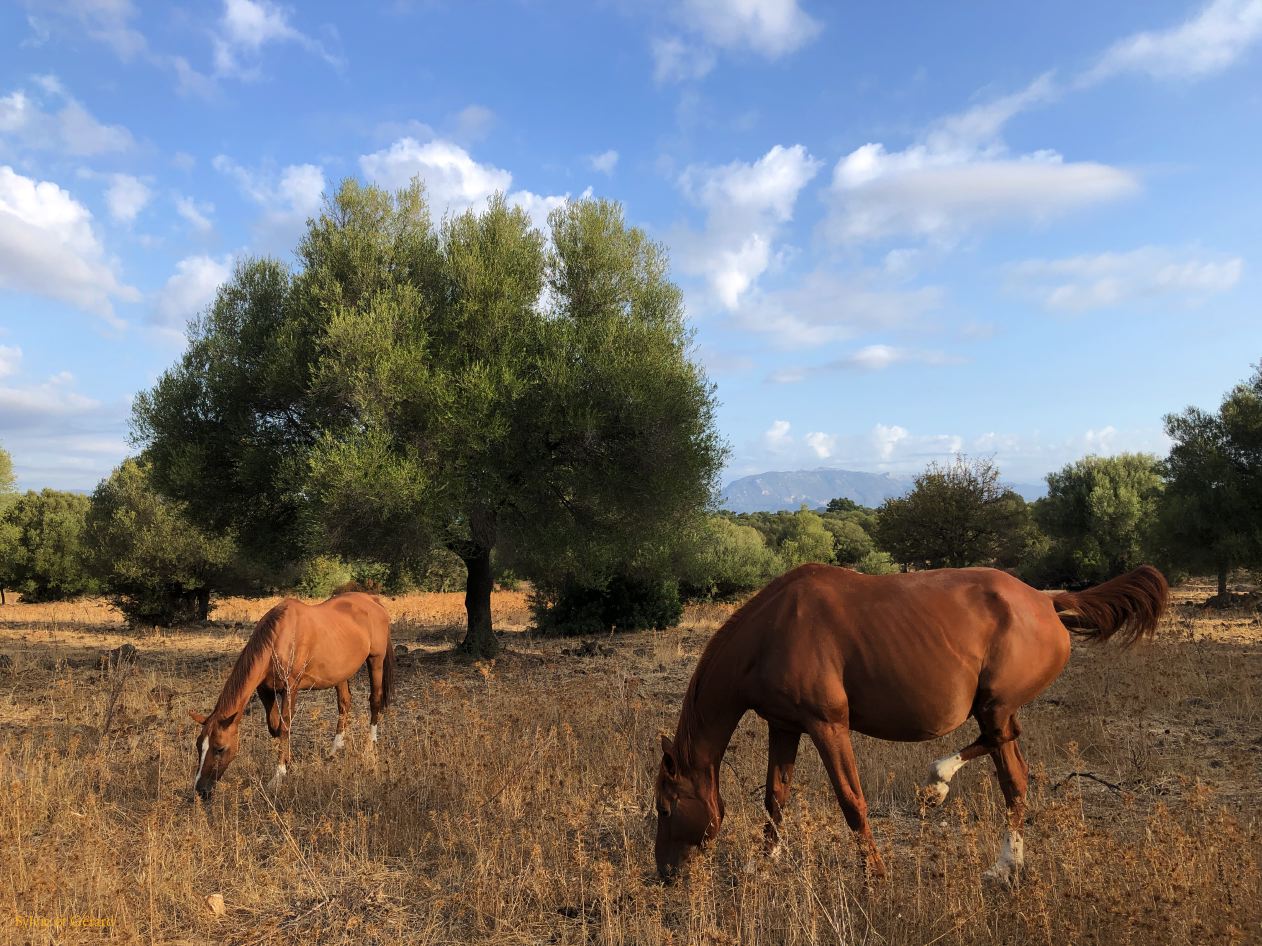 09 Dorgali agriturismo Neulé 5 les chevaux   IMG_5616