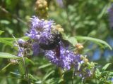 09 Dorgali agriturismo Neulé 18 balade jusqu'au lac les abeilles  P1270114