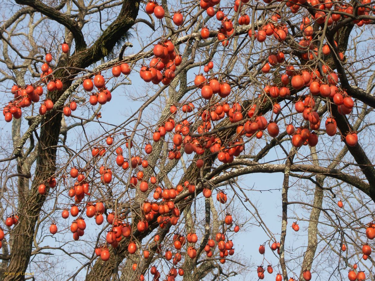 0175 NARA Temple Todaj Ji 