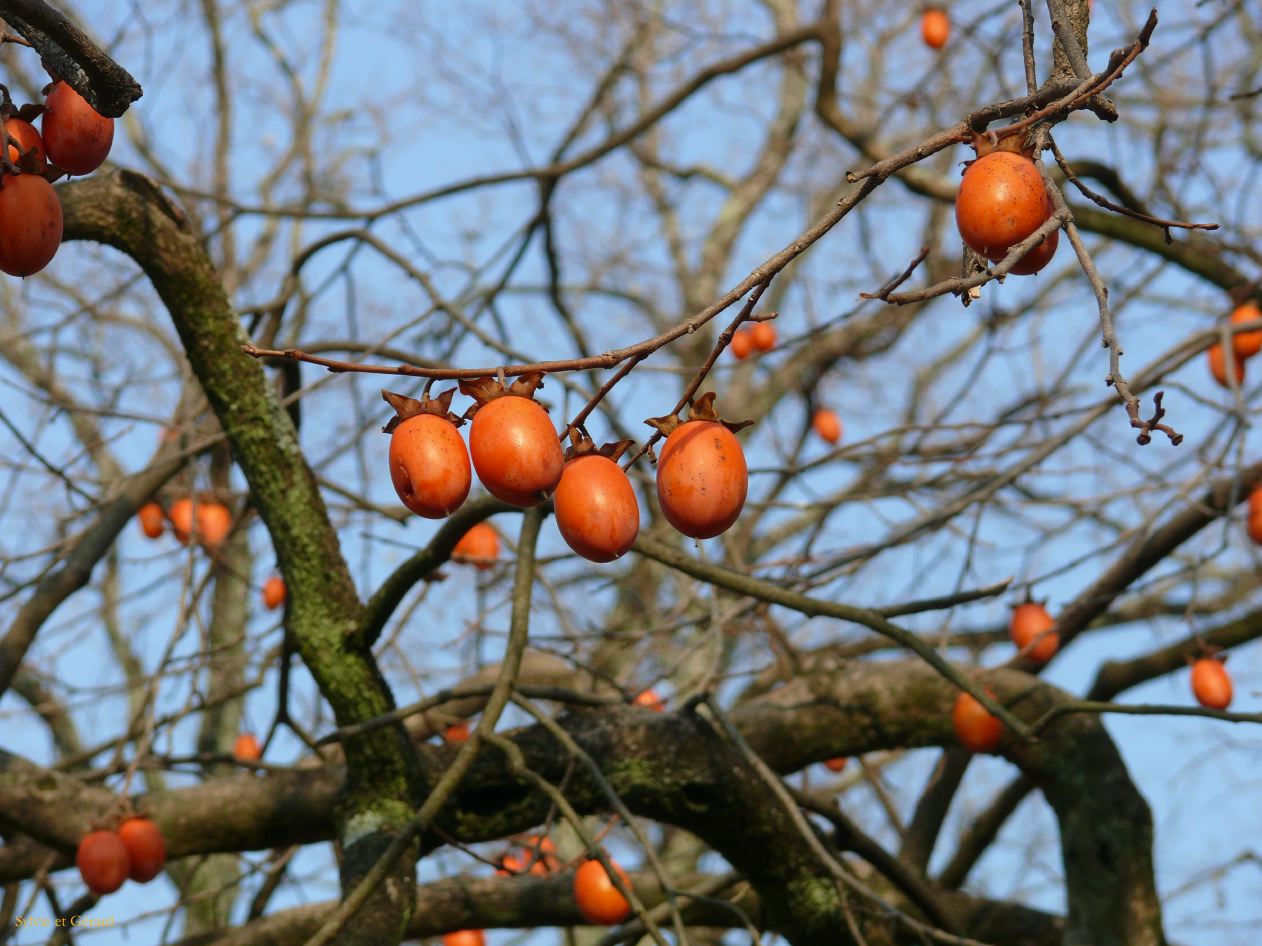 0176 NARA Temple Todaj Ji 