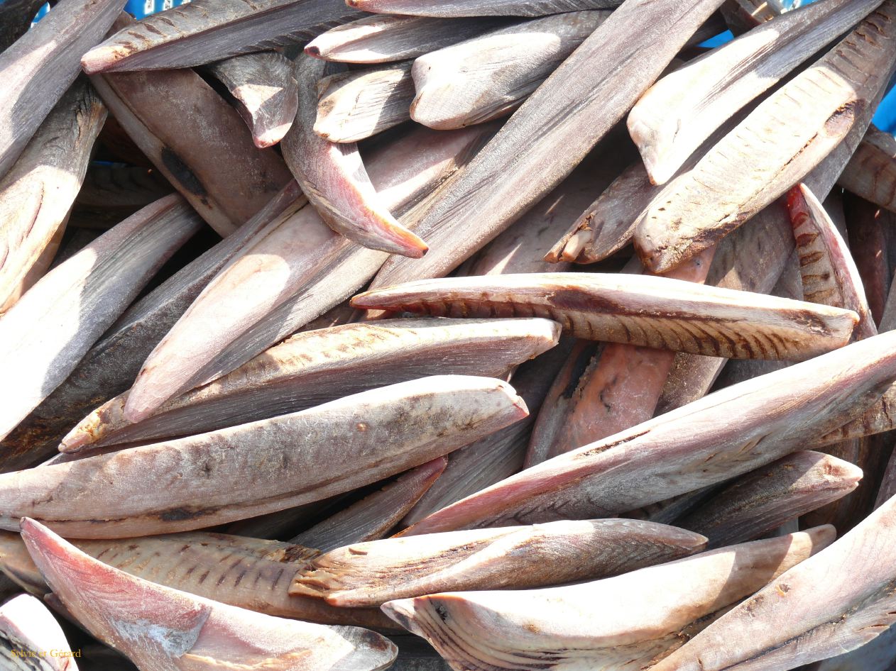 0199 TOKYO Tsukiji Marché aux poissons