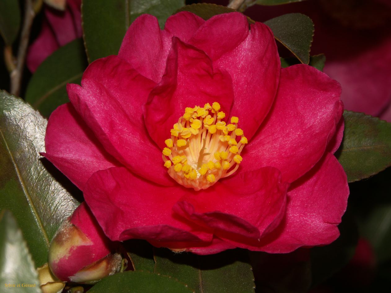 0247 TOKYO Temple Senso Ji quartier Asakusa.