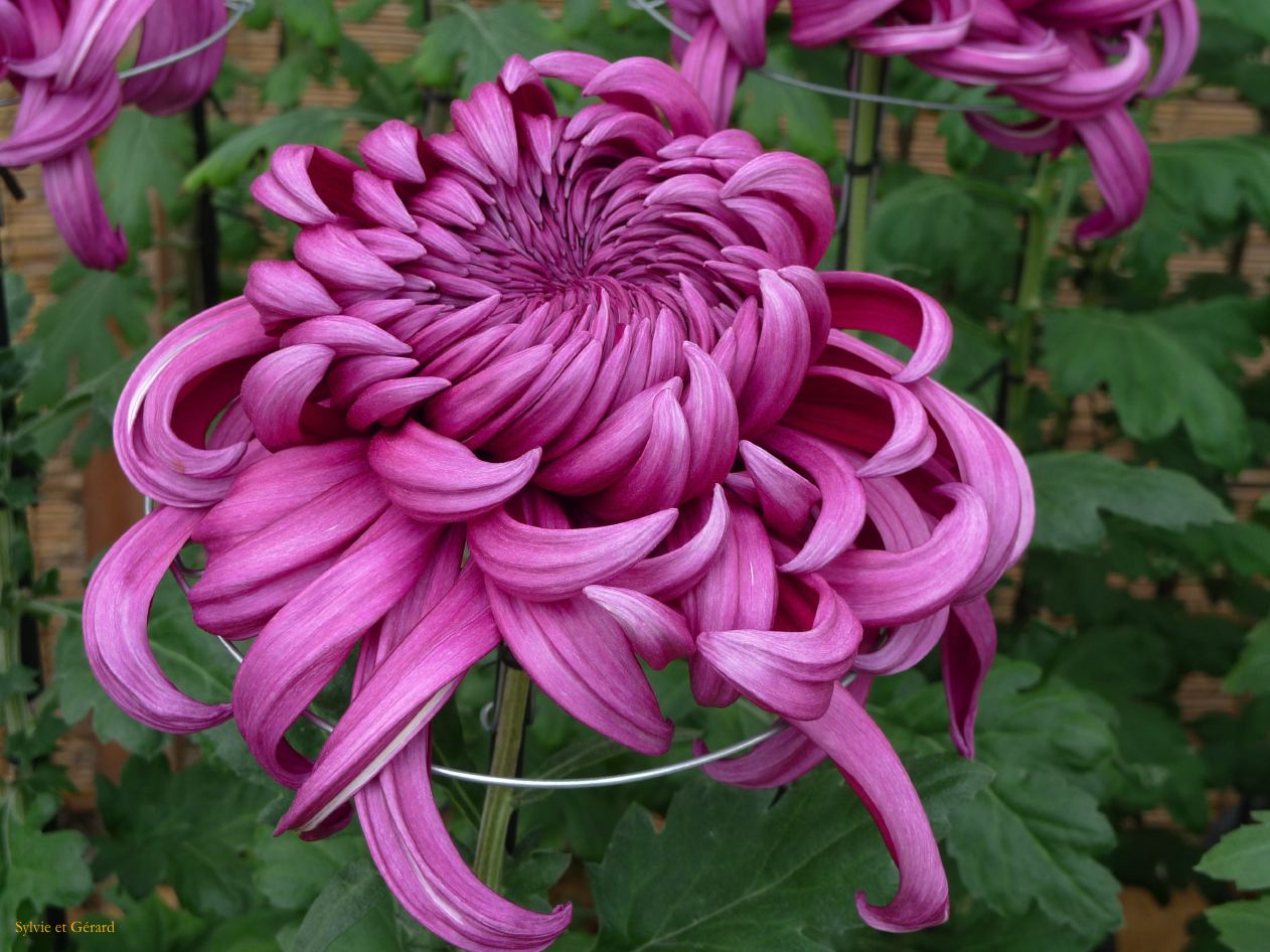 C Chûgoku 082 Okayama le château et le jardin Kôraku-en 