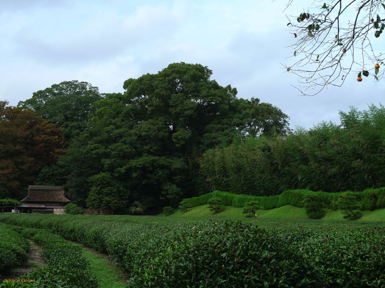 C Chûgoku 083 Okayama le château et le jardin Kôraku-en théiers 