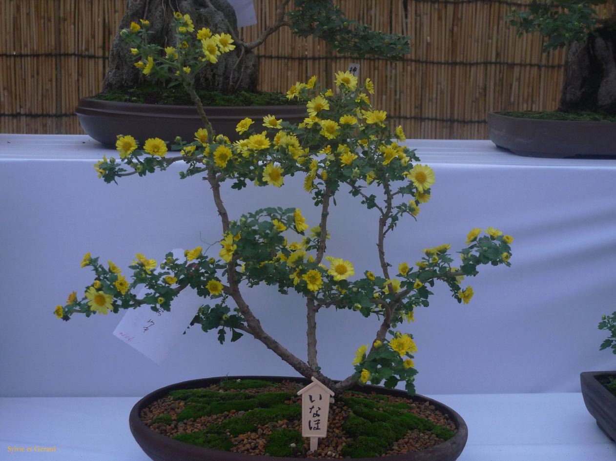 A Tokyo 020 quartier Harajuku sanctuaire Meiji-Jingu Chrysanthèmes