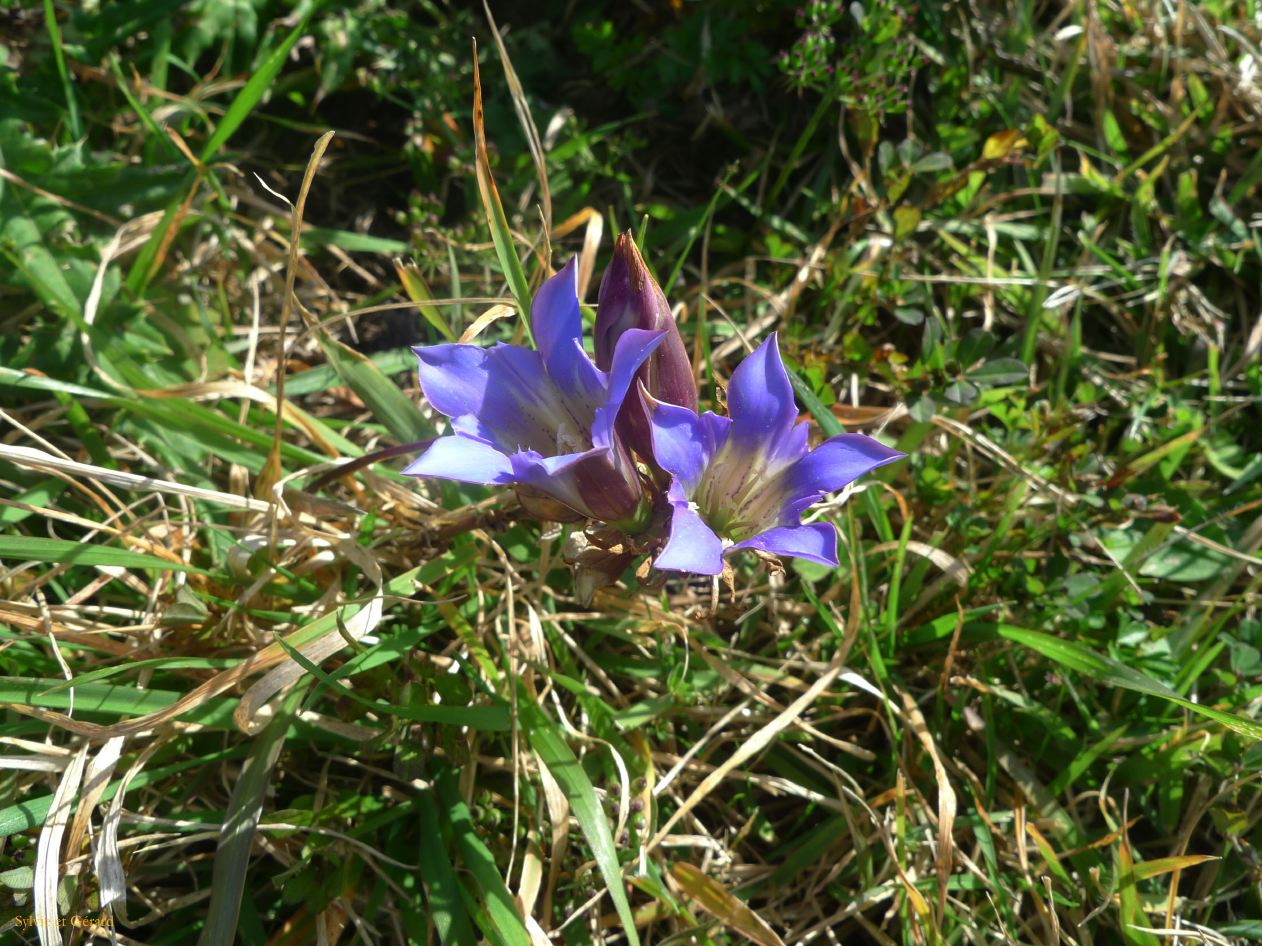 D Kyûshû 060 Aso les volcans 