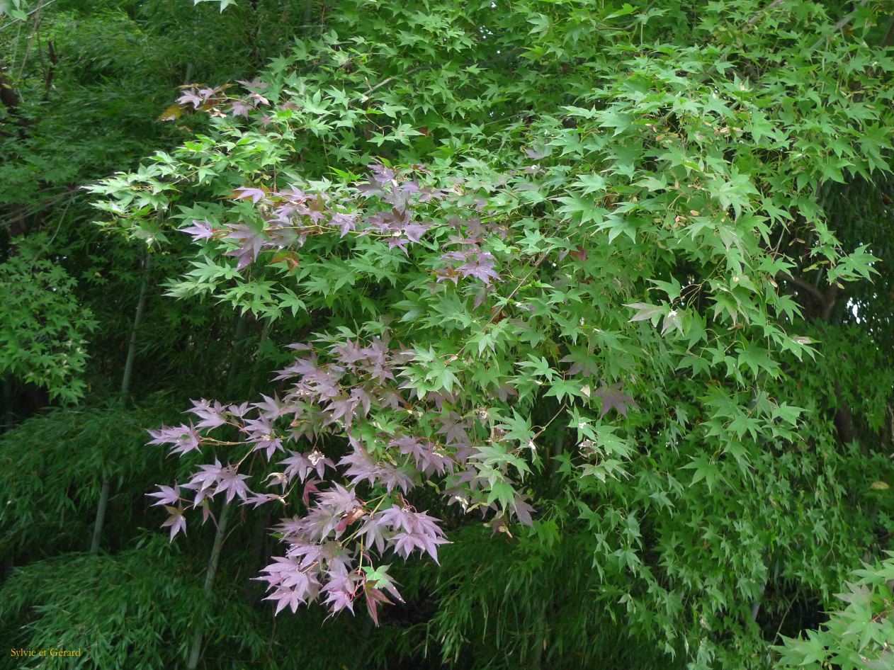D Kyûshû 075 Kurokawa onsen 