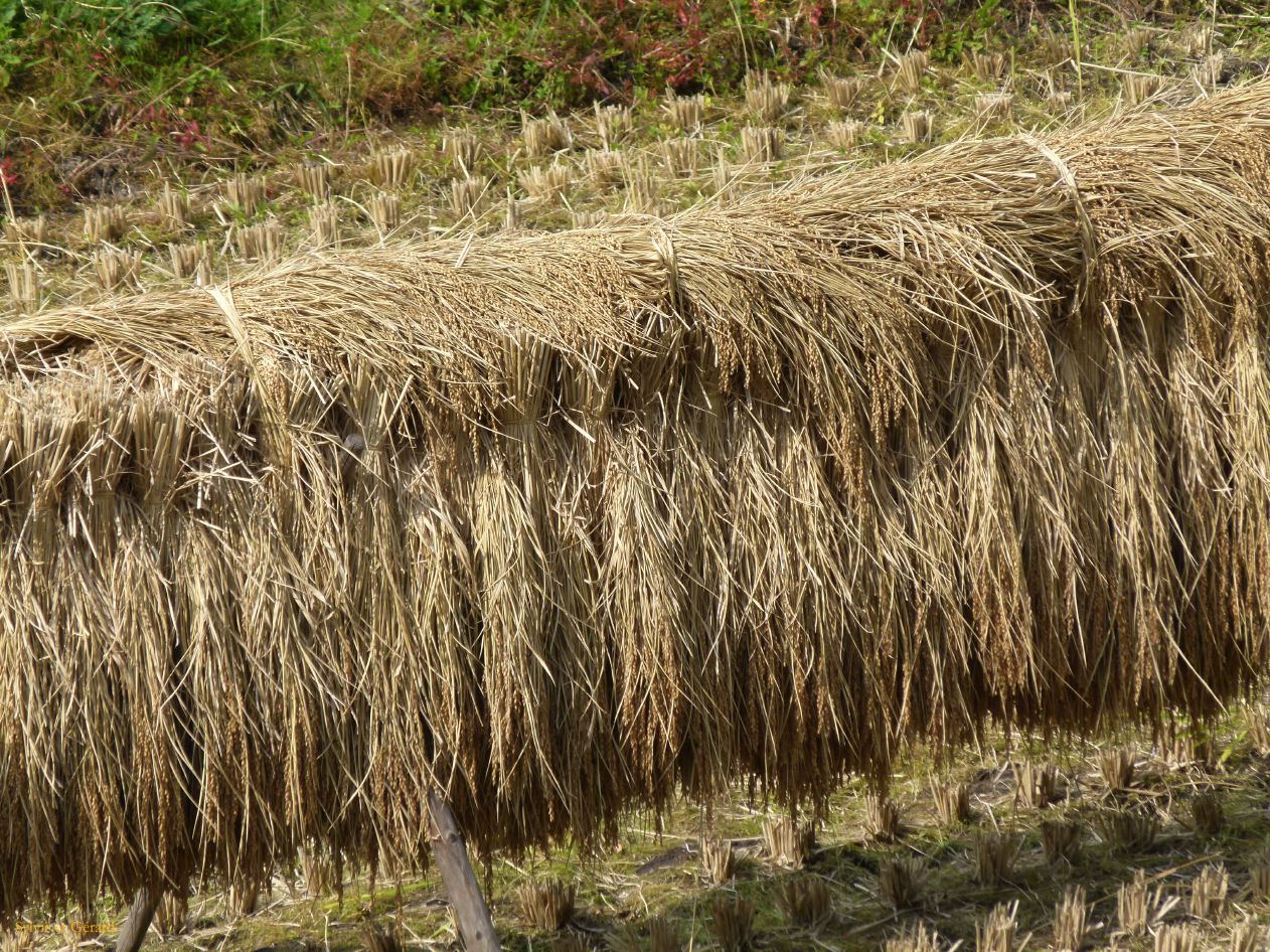 D Kyûshû 084 Kurokawa onsen séchage du riz 