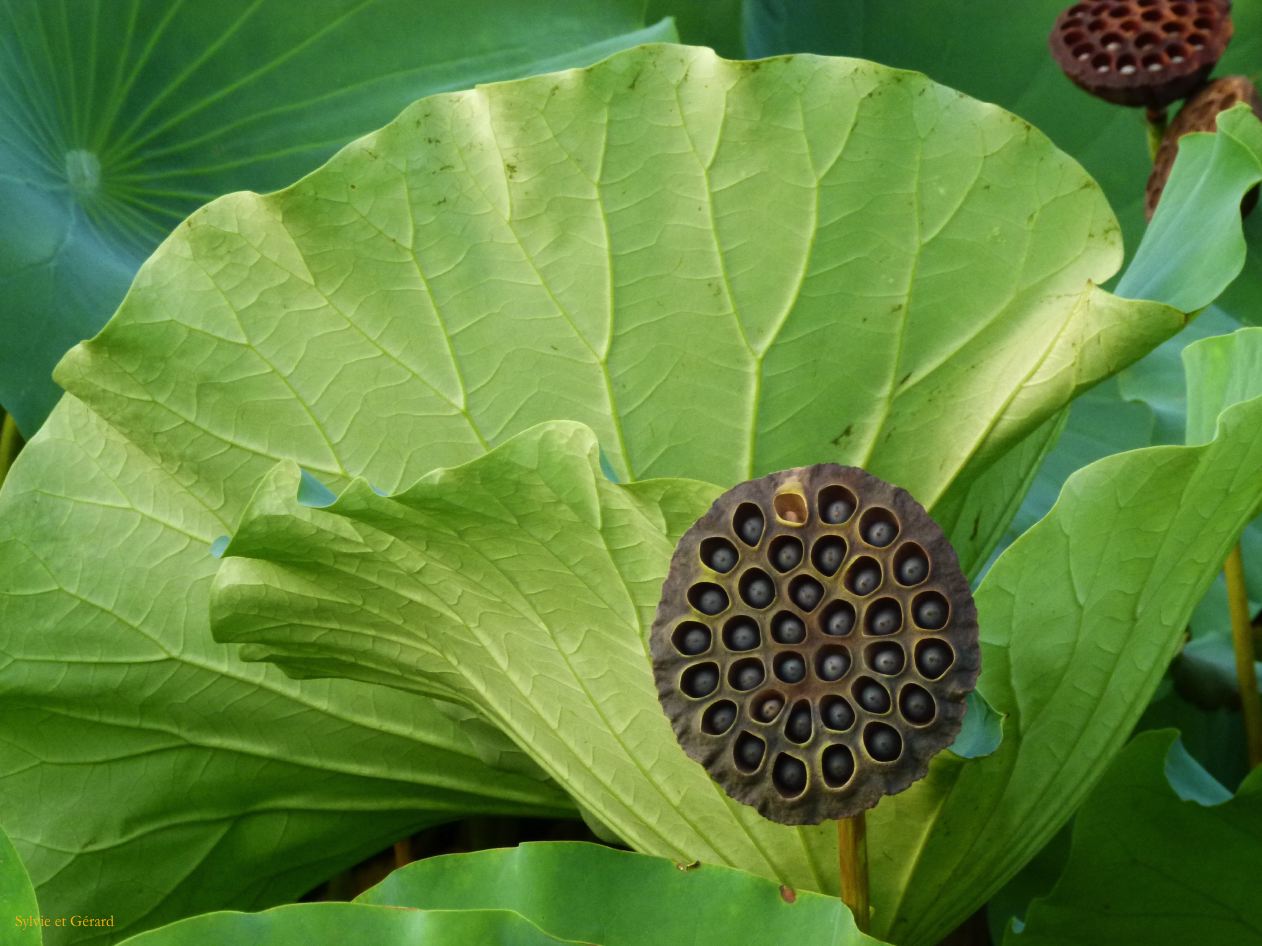 A Tokyo 028 quartier Ueno Jardin zoologique
