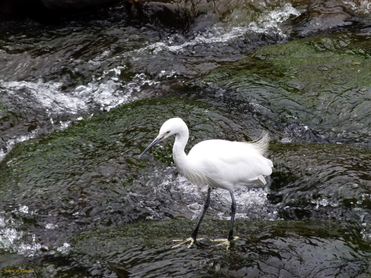 D Kyûshû 122 Nagasaki la rivière Nakajima et les ponts de pierre 