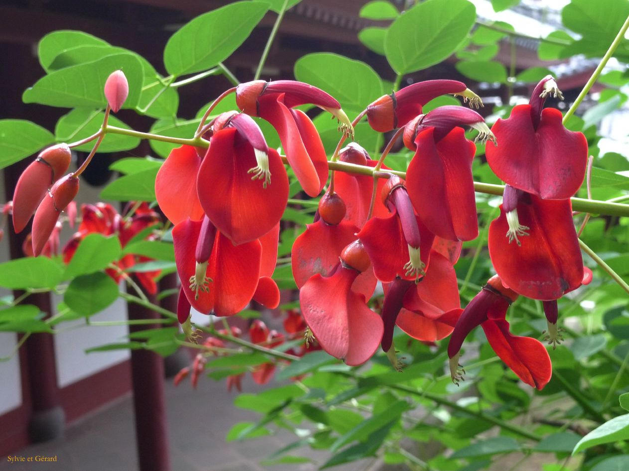 D Kyûshû 127 Nagasaki Teramachi dôri - temple Sôfuku-ji 