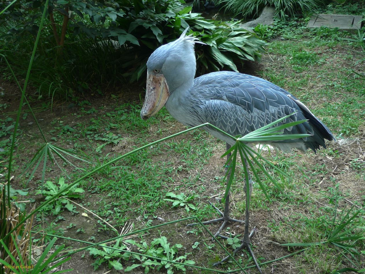 A Tokyo 030 quartier Ueno Jardin zoologique bec en sabot du Nil