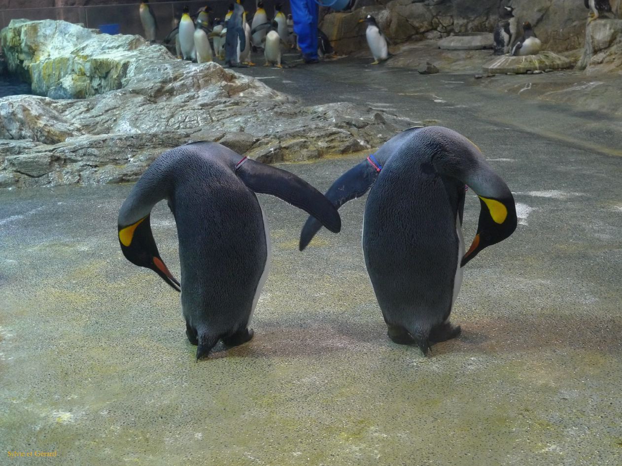 D Kyûshû 144b Nagasaki aquarium et ses pingouins 