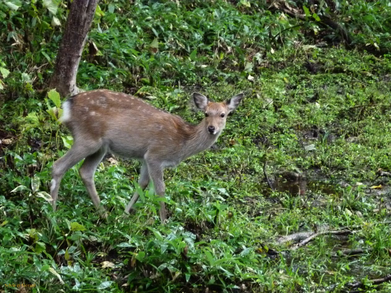 E Hokkaido 028 Abashiri Parc Shiretoko les 5 lacs