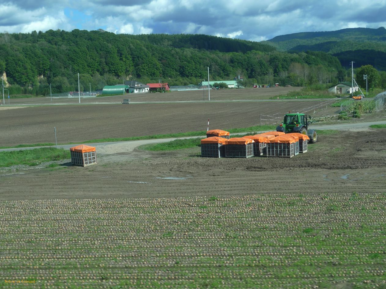 E Hokkaido 031 Abashiri de retour vers Sapporo champs d'oignons