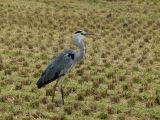 D Kyûshû 035 Yanagawa héron dans la rizière