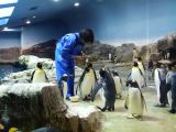 D Kyûshû 145 Nagasaki aquarium et ses pingouins 