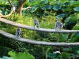 A Tokyo 031 quartier Ueno Jardin zoologique lémuriens